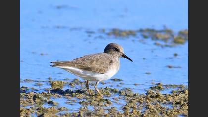 Temminck`s Stint