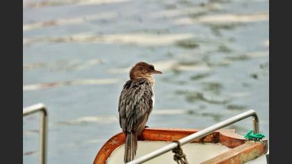 Pygmy Cormorant