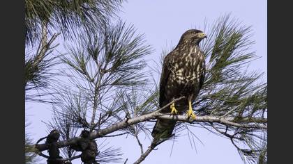 Tanımsız