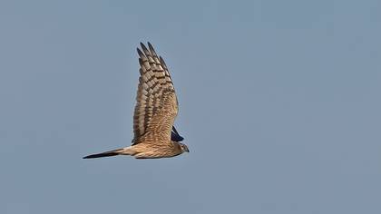 Montagu`s Harrier