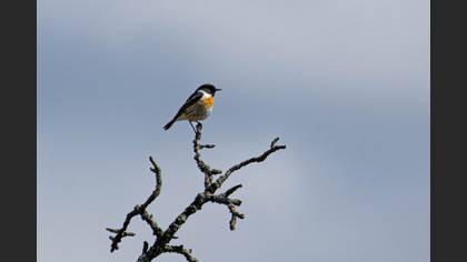 European Stonechat