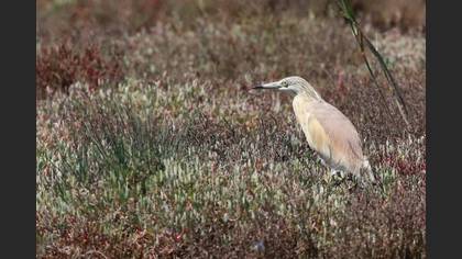 Squacco Heron