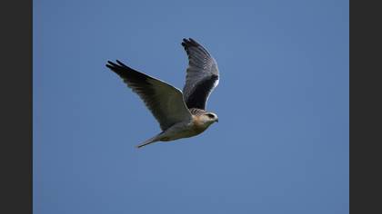 Black-winged Kite
