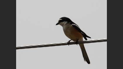 Maskeli örümcekkuşu