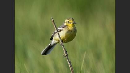 Citrine Wagtail