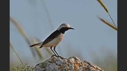 Pied Wheatear