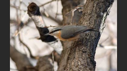 Eurasian Nuthatch