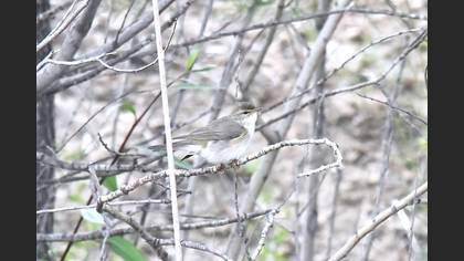 Eastern Bonelli`s Warbler
