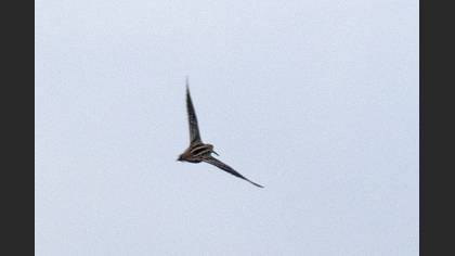 Great Snipe