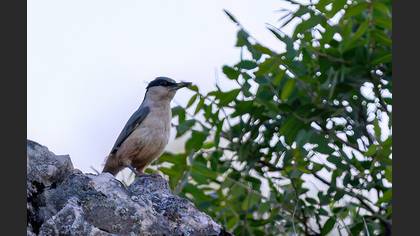 Eastern Rock Nuthatch