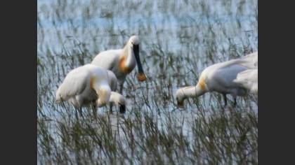 Eurasian Spoonbill