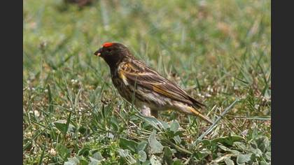 Red-fronted Serin