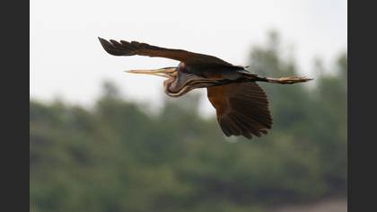 Purple Heron