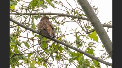 Common Cuckoo