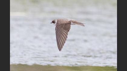 Sand Martin