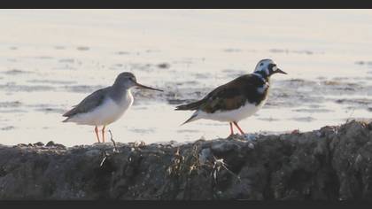 Terek Sandpiper