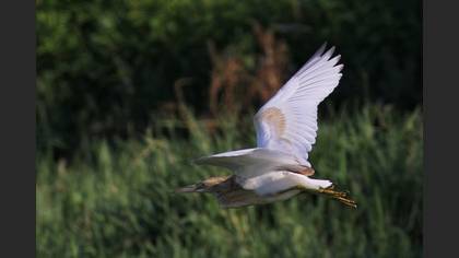 Alaca balıkçıl