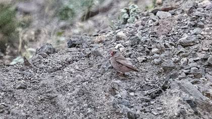 Trumpeter Finch