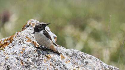 Red-tailed Wheatear