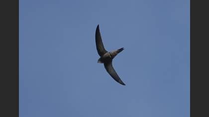 Pallid Swift