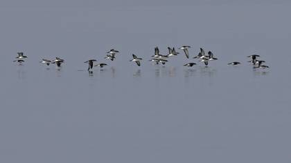 Yelkouan Shearwater