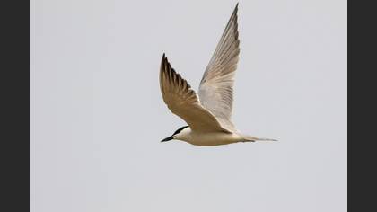 Gull-billed Tern