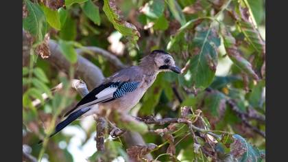 Eurasian Jay