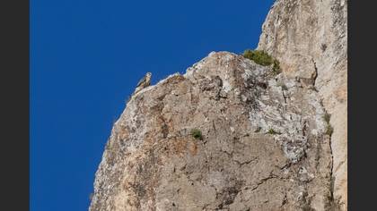 Saker Falcon