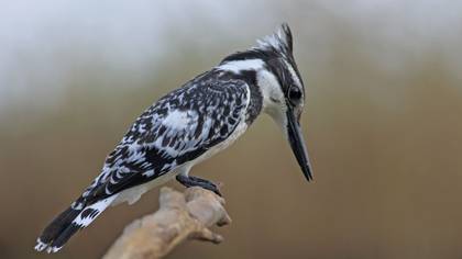 Pied Kingfisher