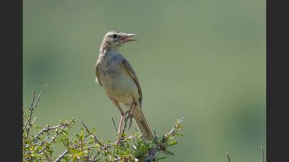 Tawny Pipit