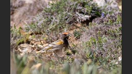 Red-fronted Serin