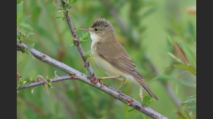 Marsh Warbler