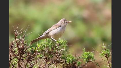 Upcher`s Warbler