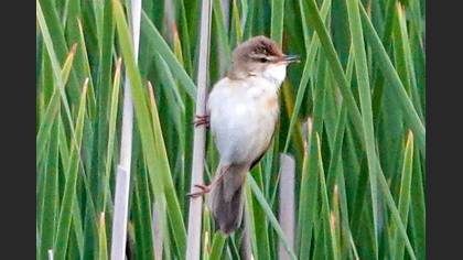 Paddyfield Warbler