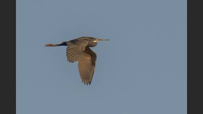 Western Reef Heron