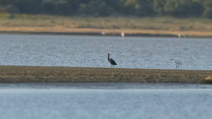 Western Reef Heron