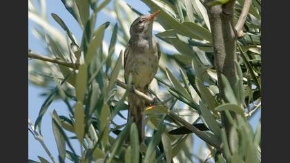Zeytin mukallidi