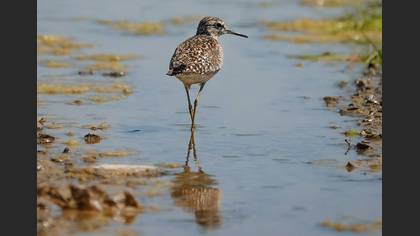 Wood Sandpiper