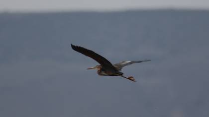 Purple Heron