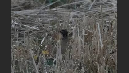 Common Quail