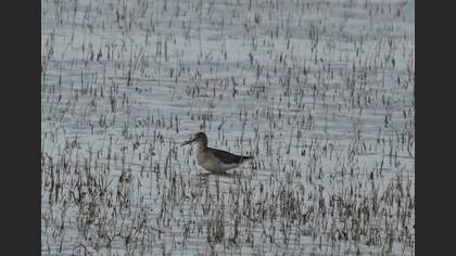 Kara kızılbacak