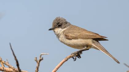 Lesser Whitethroat