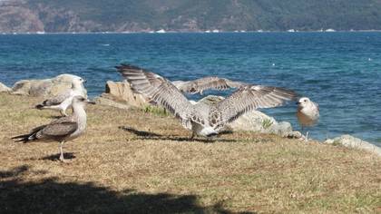 Korsanmartı