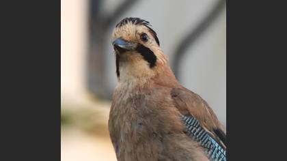 Eurasian Jay