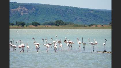 Flamingo