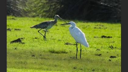 Küçük ak balıkçıl