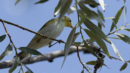 Wood Warbler