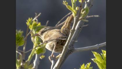 Eurasian Wren