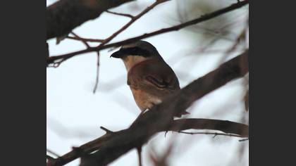 Red-backed Shrike