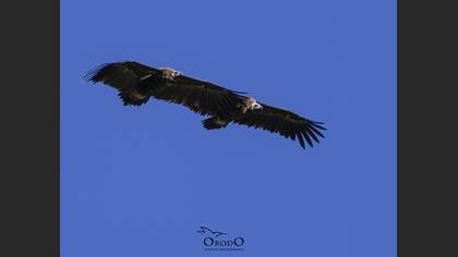 Cinereous Vulture